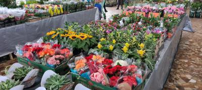 ComeÃ§a hoje quarta-feira (07/07) o Rotary vende mudas em Laranjeiras do Sul